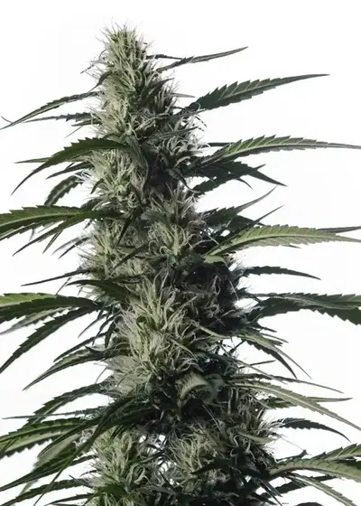 Txaki (TX-1) by MM Genetics, Photoperiod cannabis strain