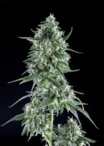Txees Bilbo by Genehtik, Photoperiod cannabis strain