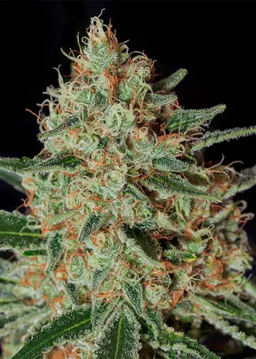 Txerri Bilbo Haze by Genehtik, Photoperiod cannabis strain