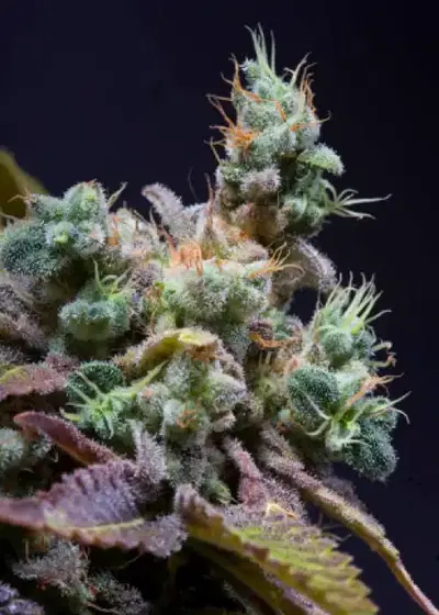 Txomango cannabis strain