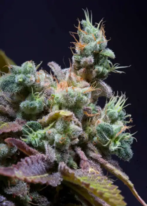 Txomango by Genehtik, Photoperiod cannabis strain