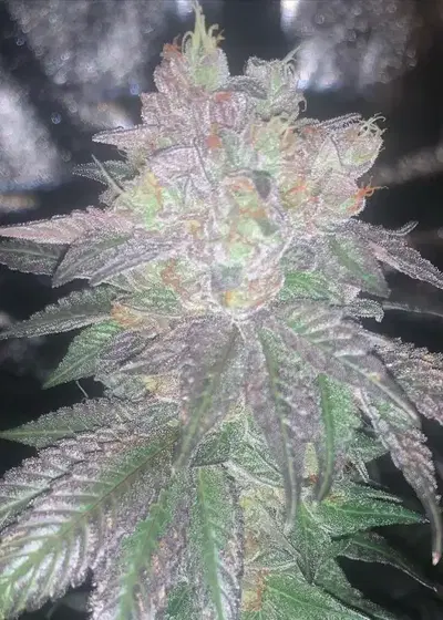 Tyrian Kush by The Bank Genetics, Photoperiod cannabis strain