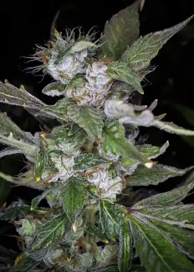 U - Pink Kush by Dr. Underground, Photoperiod cannabis strain