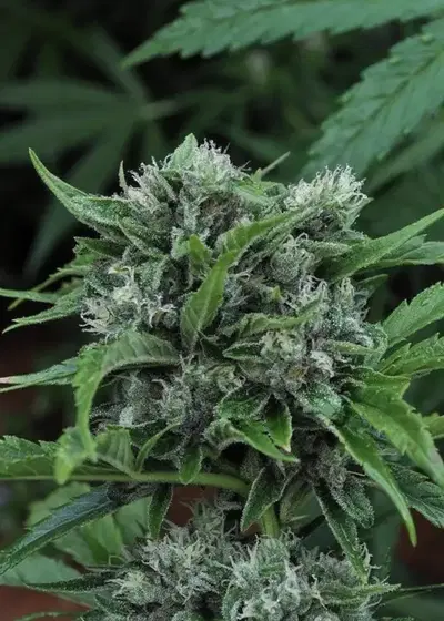 U2 by Mr.Nice, Photoperiod cannabis strain