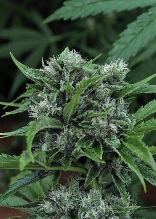 U2 by Mr.Nice, Photoperiod cannabis strain