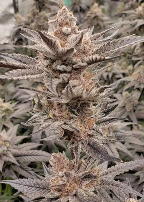 Udder Madness by Solfire Gardens, Photoperiod cannabis strain