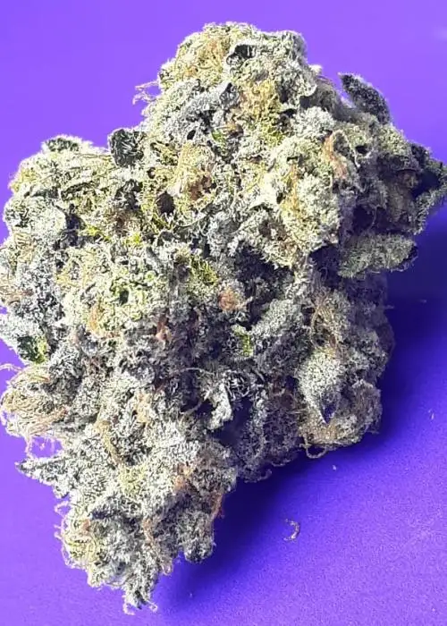 Ugly Unicorn by Jinxproof Genetics, Photoperiod cannabis strain