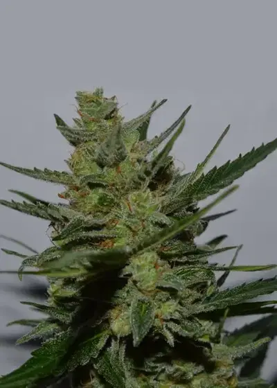 Uk Blues by Lineage Genetics, Photoperiod cannabis strain