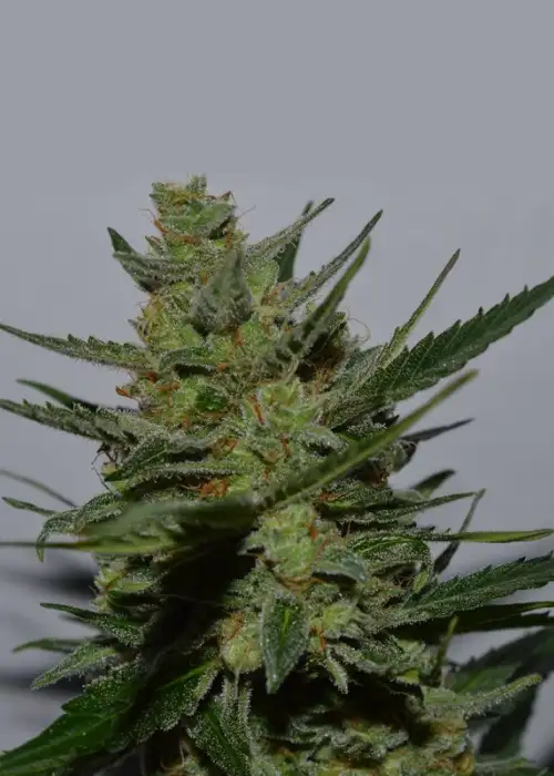 Uk Blues by Lineage Genetics, Photoperiod cannabis strain