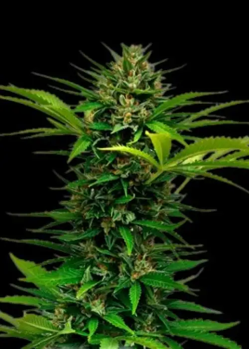 UK Cheese Auto by Shaman Genetics, Autoflower cannabis strain