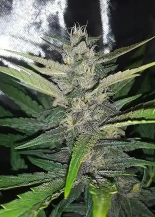 UK Cheese Skunk by SoFem Genetics, Autoflower cannabis strain