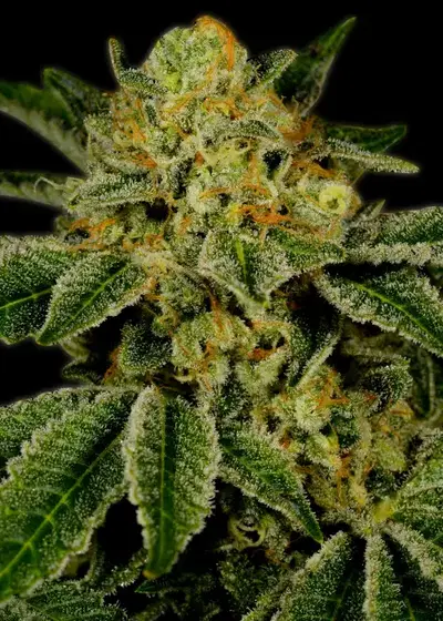 UK Cheese by Shaman Genetics, Photoperiod cannabis strain