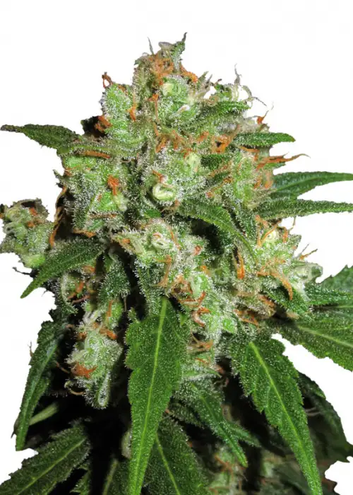 UK Cheesy Express Auto by Phoenix Seeds, Autoflower cannabis strain