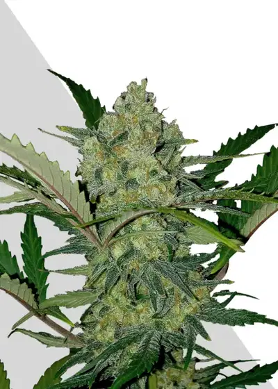 Ultra Lemon Haze by Auto Seeds, Autoflower cannabis strain