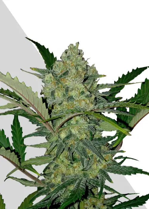 Ultra Lemon Haze by Auto Seeds, Autoflower cannabis strain