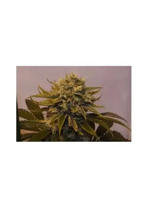Ultra Mass CBD by Eurogrow, Photoperiod cannabis strain