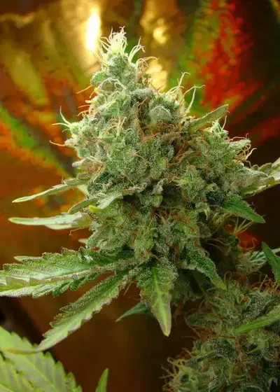 Ultra Mohan Ram by Silver River Seeds, Autoflower cannabis strain