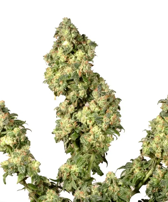 Ultra Skunk by Dutch Passion, Photoperiod cannabis strain