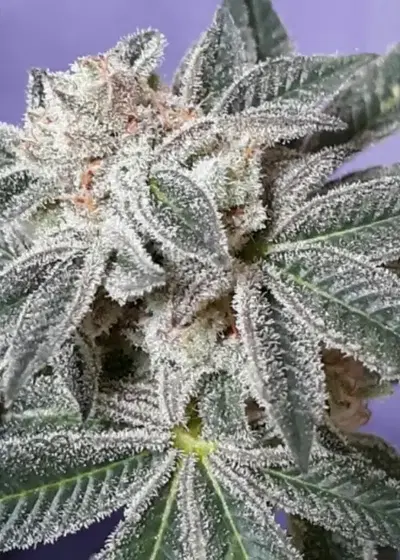 Ultra Violet FEM by Cannaventure Seeds, Photoperiod cannabis strain