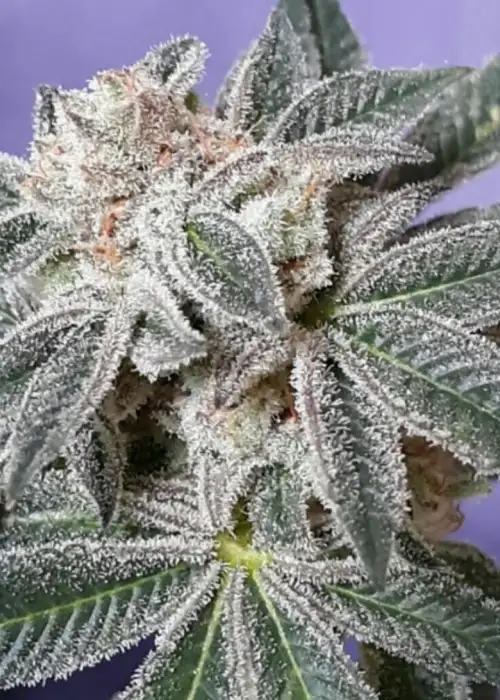 Ultra Violet FEM by Cannaventure Seeds, Photoperiod cannabis strain