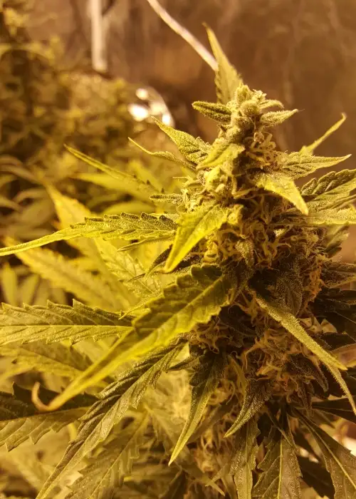Ultraviolet by Samsara Seeds, Autoflower cannabis strain