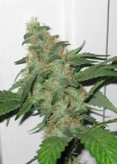 UnderDawg D by Top Dawg Seeds, Photoperiod cannabis strain
