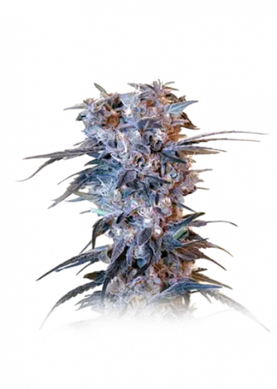 Unicorn Horn by Future Genetix, Photoperiod cannabis strain