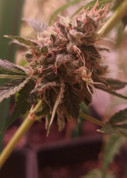 Unicorn Poop F2 by Thug Pug Genetics, Photoperiod cannabis strain