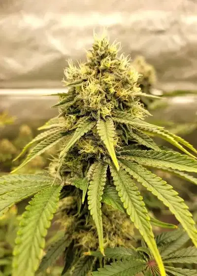 Unicorn Sherbert by Cult Classics Seeds, Photoperiod cannabis strain