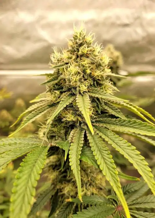 Unicorn Sherbert by Cult Classics Seeds, Photoperiod cannabis strain