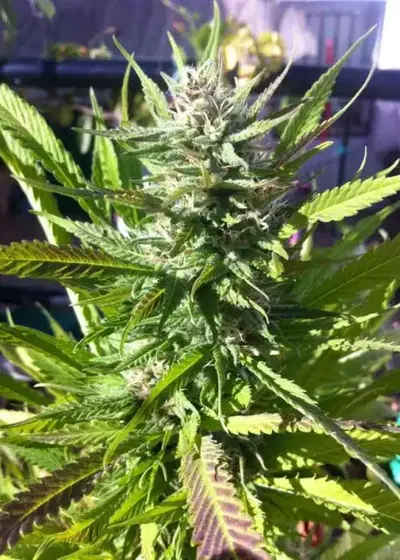 Upstream by Original Delicatessen, Photoperiod cannabis strain