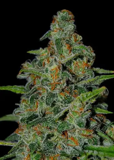 Urban Guerrilla by Freedom Seeds, Photoperiod cannabis strain