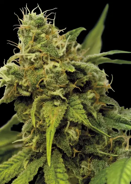 Utopia Haze by Barney's Farm, Photoperiod cannabis strain
