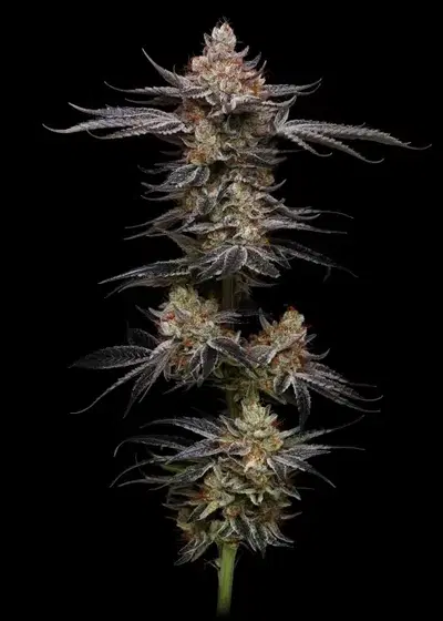 Uvaz by Black Tuna Seeds, Photoperiod cannabis strain