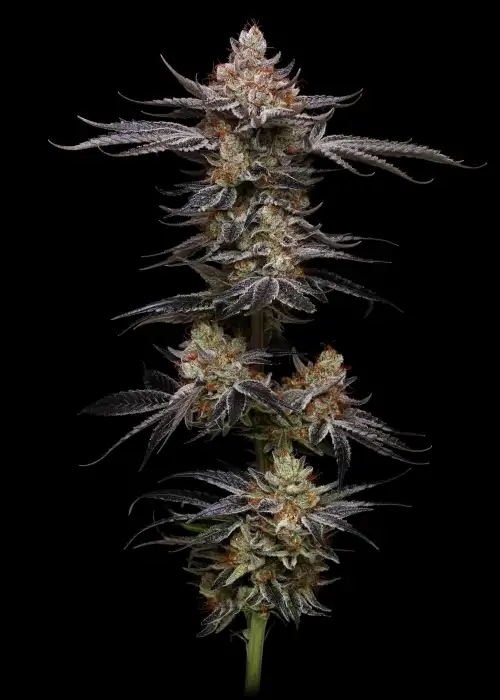 Uvaz by Black Tuna Seeds, Photoperiod cannabis strain