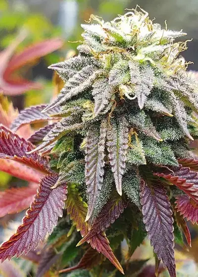 Vader’s Vintage by Ocean Grown Seeds, Photoperiod cannabis strain