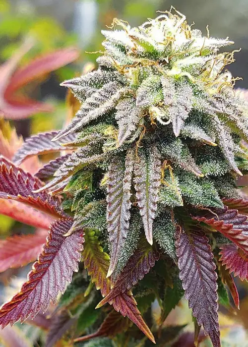 Vader’s Vintage by Ocean Grown Seeds, Photoperiod cannabis strain