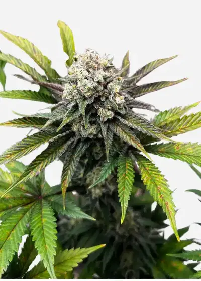 Vanilla Diesel genetics cannabis strain