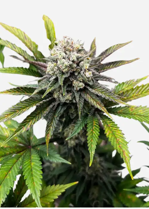 Vanilla Diesel genetics by IZI Seeds, Photoperiod cannabis strain