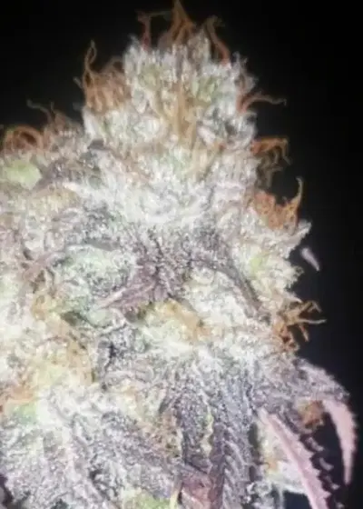 Vanilla Dome by Brother Mendel’s Selection, Photoperiod cannabis strain