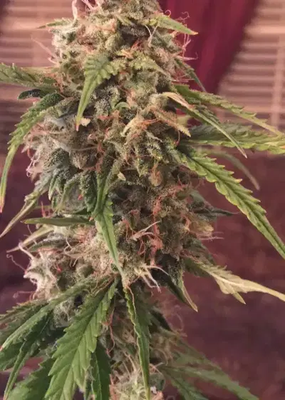 Vanilla Frosting Auto by Tastebudz Genetics, Autoflower cannabis strain