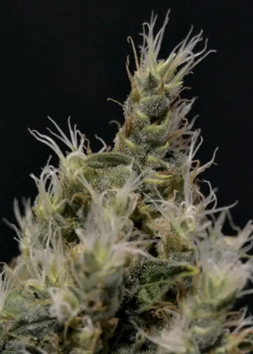 Vanilla Haze by CBD Seeds, Photoperiod cannabis strain