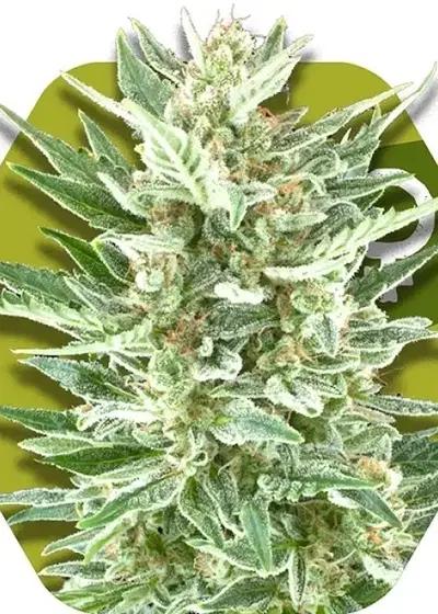 Vanilla Ice by Zambeza, Photoperiod cannabis strain