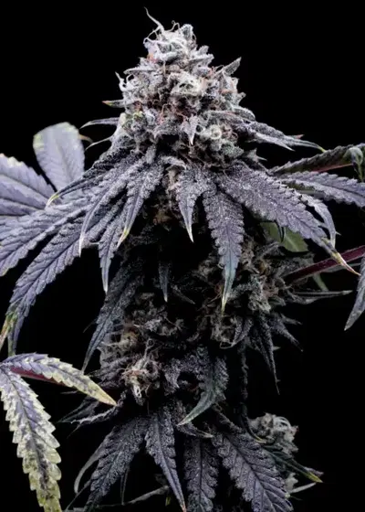 Vanilla T by The High Chameleon, Photoperiod cannabis strain