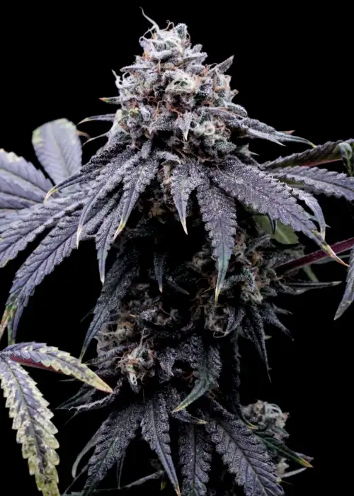 Vanilla T by The High Chameleon, Photoperiod cannabis strain