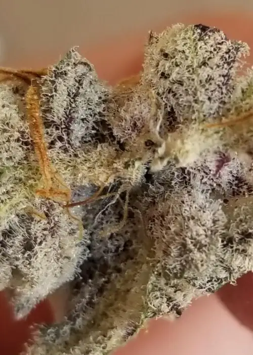 Vanilla Tart by TGA Genetics Subcool Seeds, Photoperiod cannabis strain