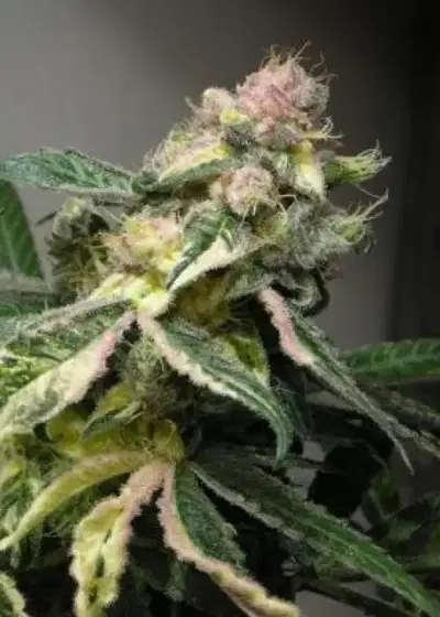 Vanilluna by DJ Short, Photoperiod cannabis strain