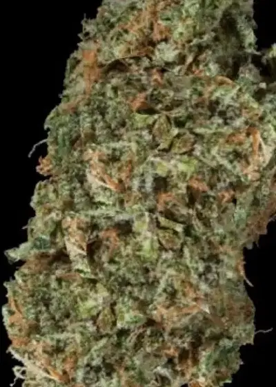 VCDC by Moxie 710, Photoperiod cannabis strain