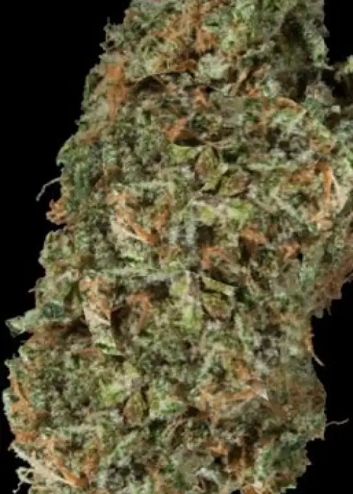 VCDC by Moxie 710, Photoperiod cannabis strain