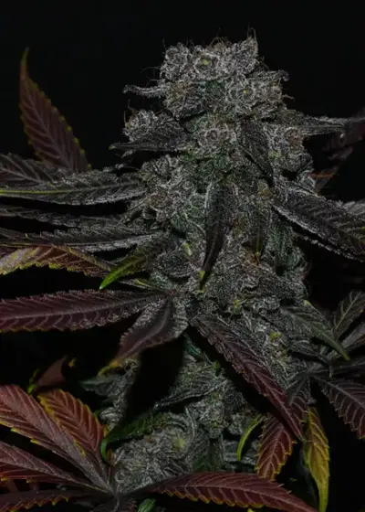 Velvet Krush by DJ Short, Photoperiod cannabis strain